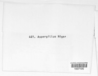 Aspergillus niger image